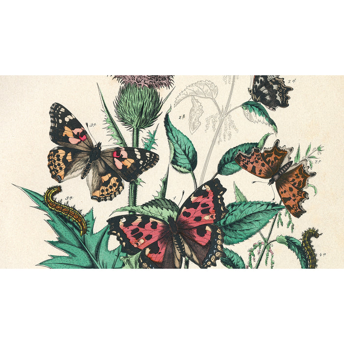 Pepin Press Artists' Colouring Book - Natural History