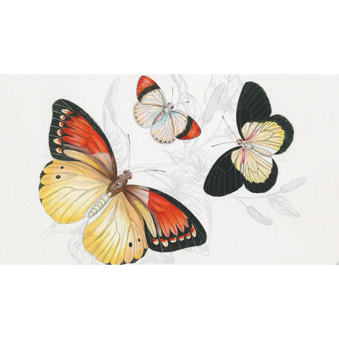 Pepin Press Watercolour Postcard Book - Natural History